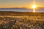 Autumn arctic cotton
