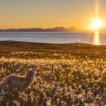 Autumn arctic cotton