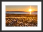 Autumn arctic cotton - Image 3