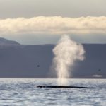 Blue whale blow