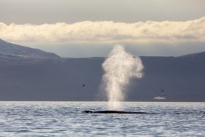 Blue whale blow