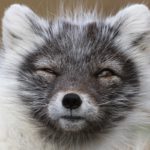Shabby fox