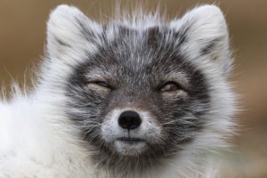 Shabby fox