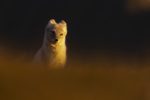 Who’s there?