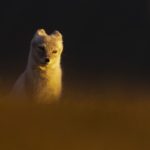 Who’s there?