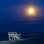 Svalbard reindeer blue