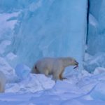 Polar bear feeding