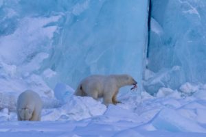 Polar bear feeding