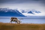 Svalbard reindeer grassing