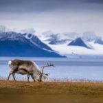 Svalbard reindeer grassing