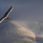 Glaucous gull glide