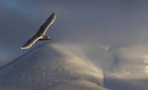 Glaucous gull glide