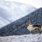 The king of the valley
