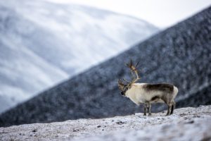 The king of the valley