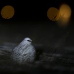 Svalbard rock ptarmigan in winter light