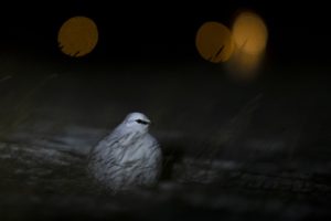 Svalbard rock ptarmigan in winter light