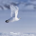 Svalbard rock ptarmigan
