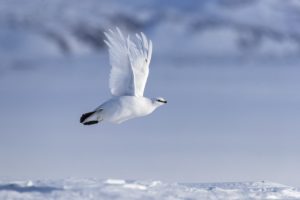 Svalbard rock ptarmigan