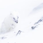 Arctic storm and arctic fox