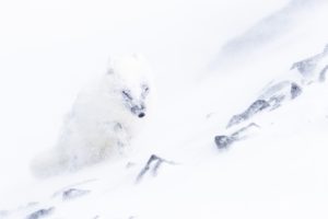 Arctic storm and arctic fox