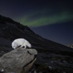 Arctic fox and aurora
