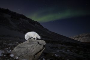 Arctic fox and aurora