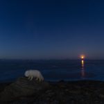 Arctic fox and moon set