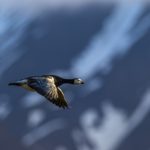 Barnacle goose
