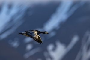 Barnacle goose