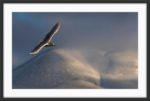Glaucous gull glide - Image 3