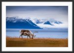 Svalbard reindeer grassing - Image 3
