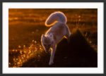 Golden fall - Image 3