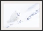 Arctic storm and arctic fox - Image 3