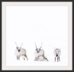 Svalbard reindeer whiteout - Image 3