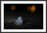 Svalbard rock ptarmigan in winter light - Image 3