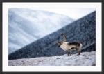 The king of the valley - Image 3