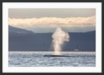 Blue whale blow - Image 3