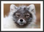 Shabby fox - Image 3
