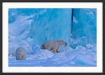 Polar bear feeding - Image 3