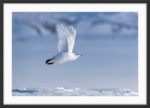 Svalbard rock ptarmigan - Image 3