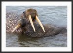 Walrus love - Image 3