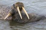 Walrus love