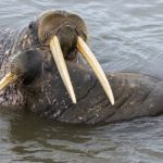 Walrus love