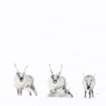 Svalbard reindeer whiteout
