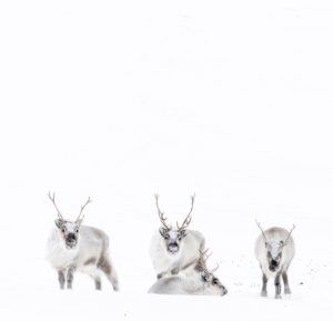 Svalbard reindeer whiteout